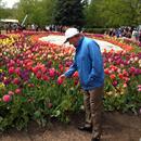 John Inspecting the Tulips at Floriade Canberra